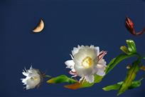 寂寂坛花月下开