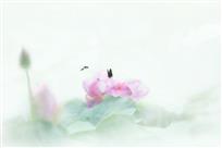 蝶恋花
