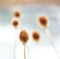 生命-1