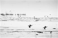 《栖息闽江口》