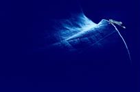 娇欲荷花忆青丝  漫风香气迎豆娘