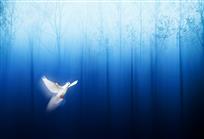 起飞“和平鸽”