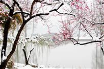 踏雪寻梅