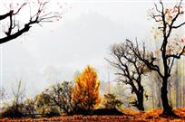 山村秋雾
