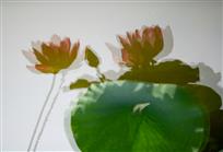 水墨荷花（组照）