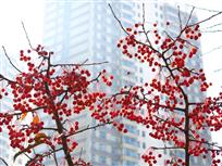 都市深秋