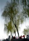 杨柳依依春来早