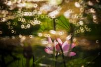 她在灯火阑珊处