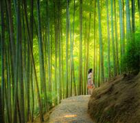 日拂竹海林径翠