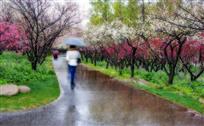 雨中“梅”景2