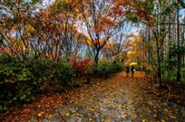 秋雨霏霏