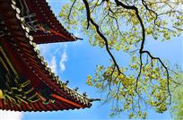 凤舞九天