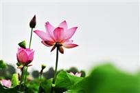 映日荷花别样红