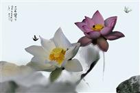 双花脉脉娇相向