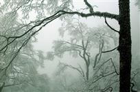 雪压青松更挺拔