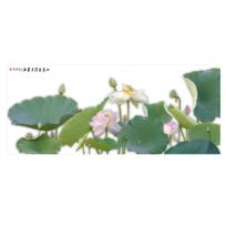 冰清玉洁不染泥