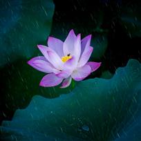 雨荷