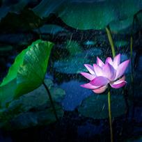 雨荷1
