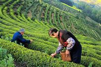 茶园满山乐采摘