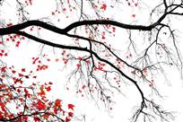 霜叶红于二月花