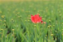 万绿丛中一点红