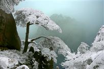 雪中迎客