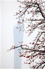 花映小蛮腰