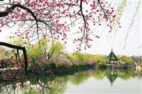 桃红柳绿俏江南