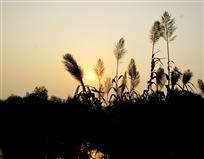 洪泽湖湿地日出