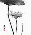 墨荷（组照）