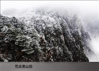 雪染黄山松