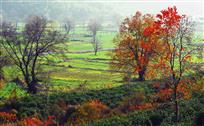 婺源秋色