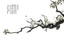 一枝香雪抱春来