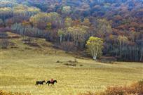 草原秋色