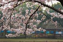 樱花烂漫