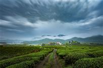 茶园深处有人家