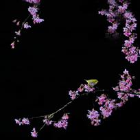 春暖花开