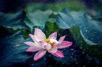 雨荷1