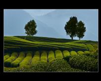 茶园线条