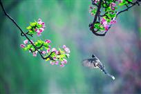 一片春心付海棠