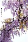 《春到人间草木知》