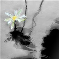 《雾里看花》
