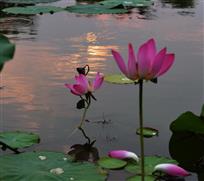花映夕阳红