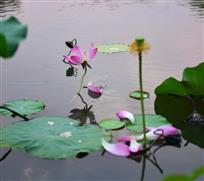 花开花落两由之