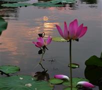 花映夕阳红