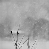 听雪