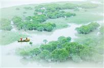 烟雨红树林