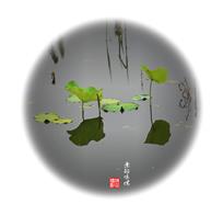 绿叶情怀