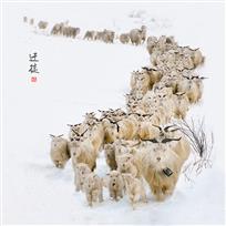 迁徙