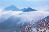 桃花开在白云间